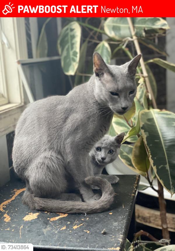 Lost Male Cat last seen b roadway, Newton, MA 02459