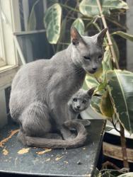 Lost Male Cat last seen b roadway, Newton, MA 02459
