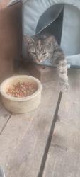 Lost Female Cat last seen Near block of lower valley, Warren County, VA 22657
