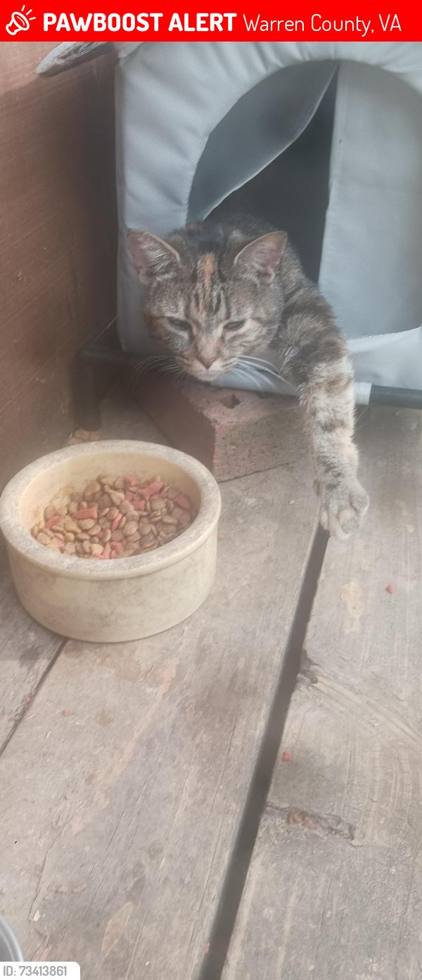 Lost Female Cat last seen Near block of lower valley, Warren County, VA 22657