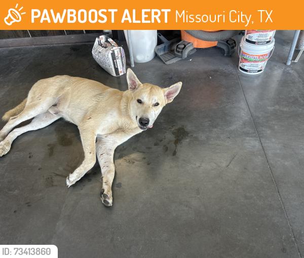Found/Stray Male Dog last seen Floors for living, Missouri City, TX 77489