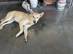 Found/Stray Male Dog last seen Floors for living, Missouri City, TX 77489
