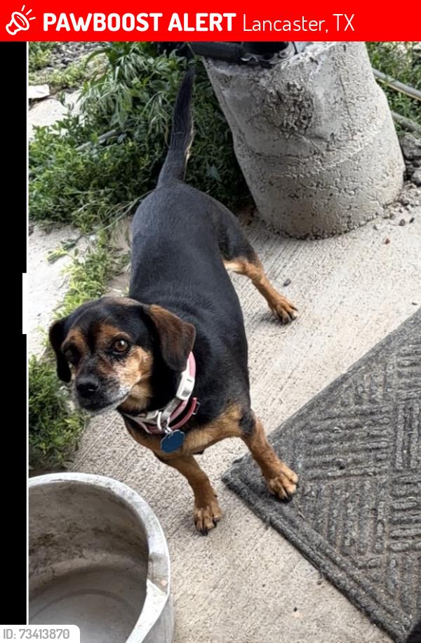 Lost Male Dog last seen Oakwood dr, Lancaster, TX 75146