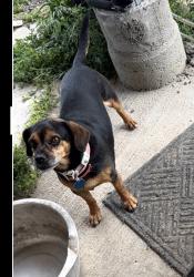 Lost Male Dog last seen Oakwood dr, Lancaster, TX 75146