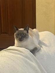 Lost Male Cat last seen 18th ave west 98087, Lynnwood, WA 98087