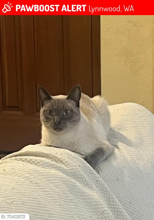 Lost Male Cat last seen 18th ave west 98087, Lynnwood, WA 98087