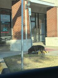 Found/Stray Male Dog last seen McCart ave, Fort Worth, TX 76133