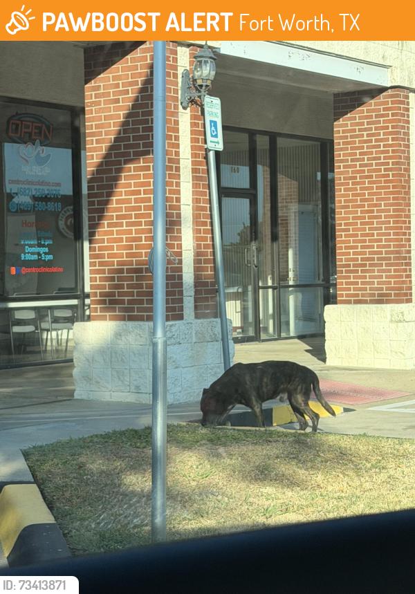 Found/Stray Male Dog last seen McCart ave, Fort Worth, TX 76133