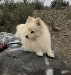 Lost Male Dog last seen Murrieta Rd, Menifee, CA 92585