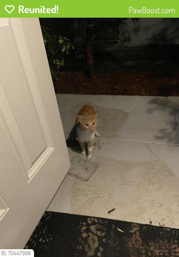 Reunited Unknown Cat last seen At the end of 4th court, behind mizner hse and new hse being constructed, Boca Raton, FL 33431