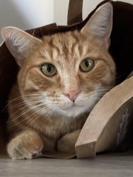 Lost Male Cat last seen Near SW 204th Ave, Aloha, OR 97078