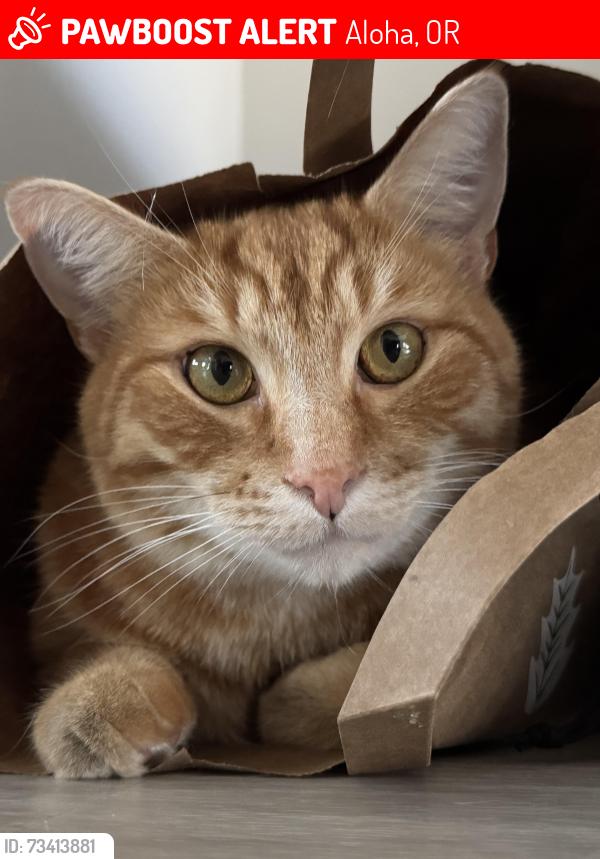 Lost Male Cat last seen Near SW 204th Ave, Aloha, OR 97078