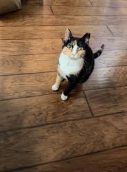 Reunited Female Cat last seen mascher and montgomery, Philadelphia, PA 19122