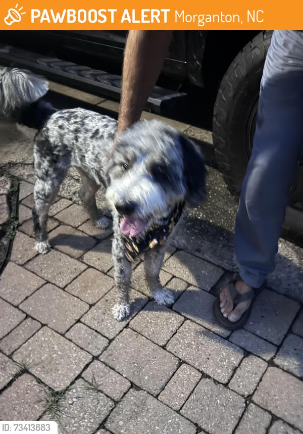 Found/Stray Male Dog last seen Bethel park, Morganton, NC 28655