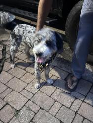 Found/Stray Male Dog last seen Bethel park, Morganton, NC 28655