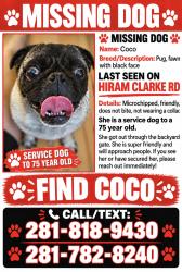 Reunited Female Dog last seen W Fuqua and Hiram Clarke, Houston, TX 77045