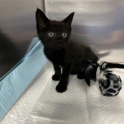 Shelter Stray Unknown Cat last seen , 980 Guilford College Rd, Greensboro, NC 27409, USA