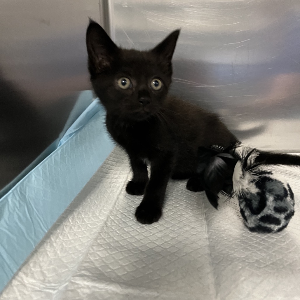 Shelter Stray Unknown Cat last seen , 980 Guilford College Rd, Greensboro, NC 27409, USA
