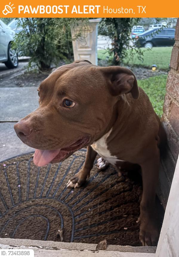 Found/Stray Female Dog last seen Whispering falls dr Houston tx 77084, Houston, TX 77084