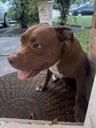 Found/Stray Female Dog last seen Whispering falls dr Houston tx 77084, Houston, TX 77084