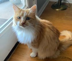 Lost Male Cat last seen Lynwood trail, Forest Oaks, Brushy Creek, Cedar Park, TX 78613