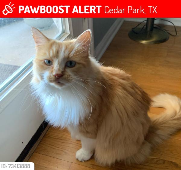 Lost Male Cat last seen Lynwood trail, Forest Oaks, Brushy Creek, Cedar Park, TX 78613