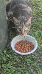 Found/Stray Unknown Cat last seen Near 18th ave sw, Largo, FL 33774