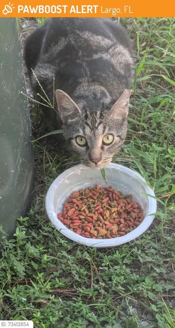 Found/Stray Unknown Cat last seen Near 18th ave sw, Largo, FL 33774