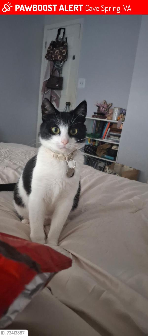 Lost Female Cat last seen Hickory Hills, Cave Spring, VA 24018