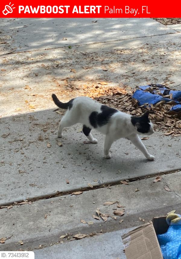 Lost Female Cat last seen Lowry and Fillippo, Palm Bay, FL 32909