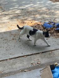 Lost Female Cat last seen Lowry and Fillippo, Palm Bay, FL 32909