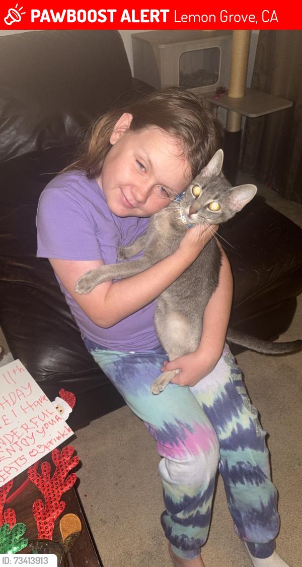 Lost Female Cat last seen 69th street, Lemon Grove, CA 91945