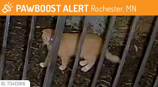 Found/Stray Unknown Cat last seen Winchester apmts, Rochester, MN 55901