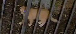 Found/Stray Unknown Cat last seen Winchester apmts, Rochester, MN 55901