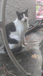 Found/Stray Male Cat last seen Near 18th ave sw, Largo, FL 33774