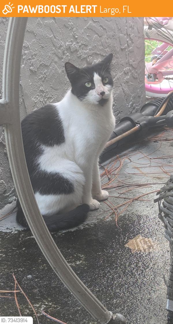 Found/Stray Male Cat last seen Near 18th ave sw, Largo, FL 33774