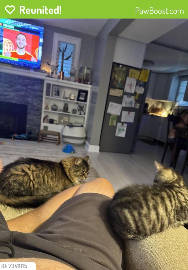 Reunited Female Cat last seen Linden and park, Burlington, NJ 08016