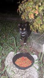 Found/Stray Unknown Cat last seen Near 18th ave sw, Largo, FL 33774