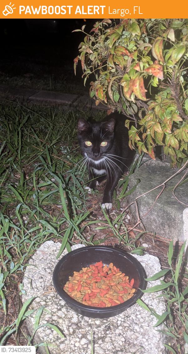Found/Stray Unknown Cat last seen Near 18th ave sw, Largo, FL 33774