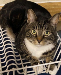 Lost Male Cat last seen Near street and 113 ave, Edmonton, AB T5E 3E3