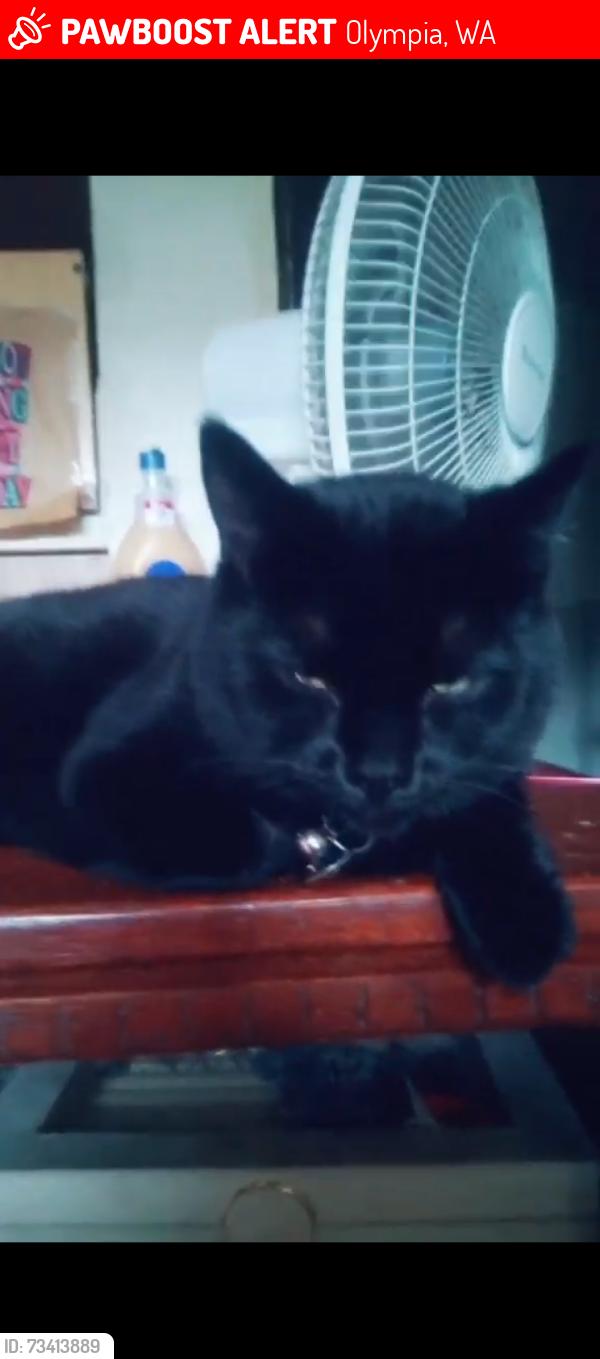 Lost Male Cat last seen By Capital medical hosp, Olympia, WA 98502