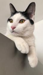Lost Male Cat last seen Calle Guillermo Meza, Campiñas de Aragón, Ecatepec de Morelos, Edomex, Ecatepec de Morelos, Méx. 