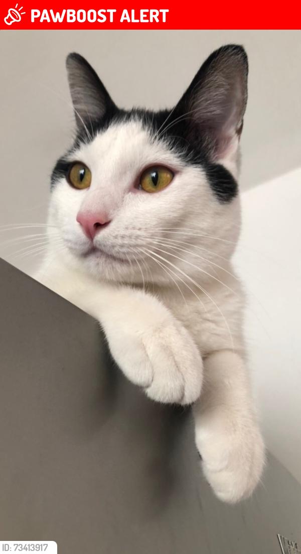 Lost Male Cat last seen Calle Guillermo Meza, Campiñas de Aragón, Ecatepec de Morelos, Edomex, Ecatepec de Morelos, Méx. 