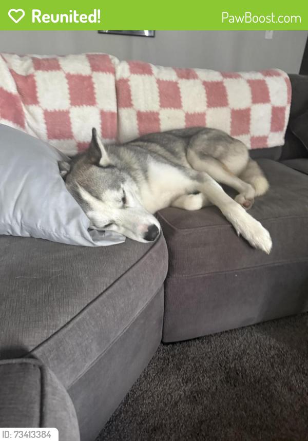 Reunited Male Dog last seen Byron complex, Byron, MN 55920