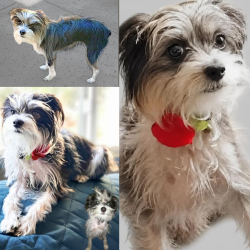 Lost Female Dog last seen FRANKLIN BLVD, Sacramento, CA 95818