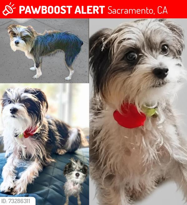 Lost Female Dog last seen FRANKLIN BLVD, Sacramento, CA 95818