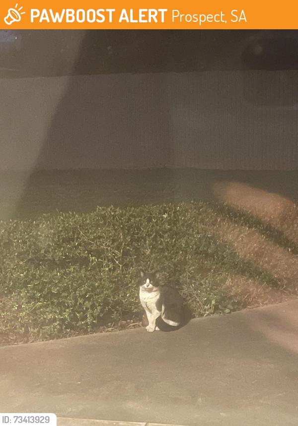 Found/Stray Unknown Cat last seen Alpha Road, Prospect, Prospect, SA 5082