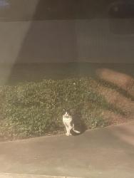 Found/Stray Unknown Cat last seen Alpha Road, Prospect, Prospect, SA 5082