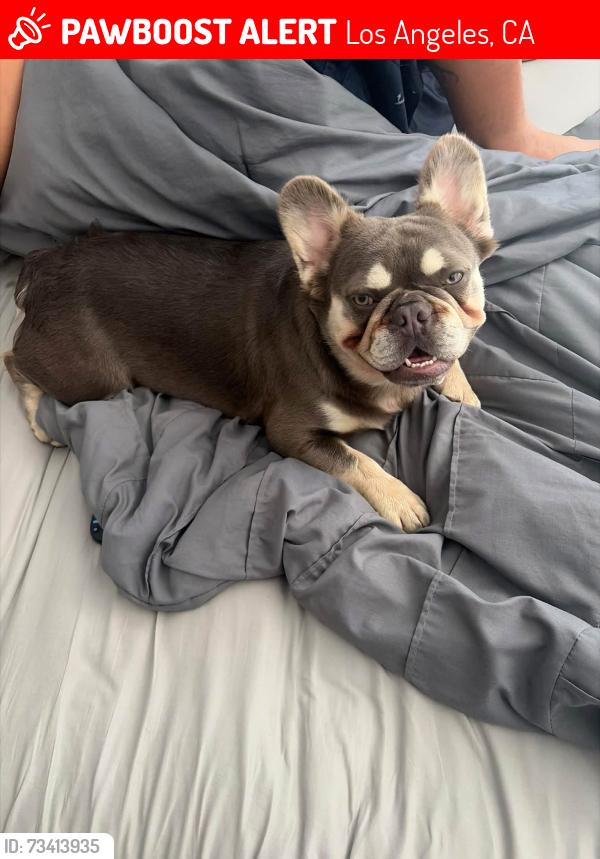 Lost Male Dog last seen Roxford street, Los Angeles, CA 91342