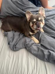 Lost Male Dog last seen Roxford street, Los Angeles, CA 91342